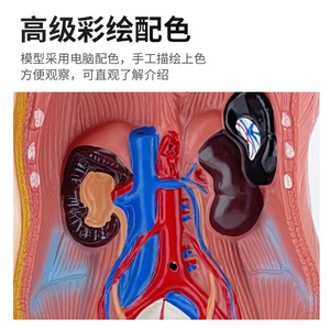 Modèle de torse de 45 cm pour l'anatomie des organes internes humains, anatomie du torse masculin et féminin, structures des organes thoraciques et abdominaux - Product Image 5