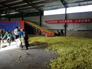 Ớt và xoài sấy khô và dehydrating equipmentbelt máy sấy cho dehydrating rau và trái cây - Product Image 4