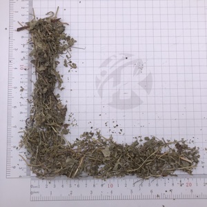 Folhas Secas de Alchemilla Mollis (Manto de Senhora) - Ervas Secas a Granel para Atacado - Product Image 4