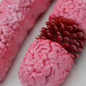 Modelo del cromosoma X para experimentos de biología en secundaria, material didáctico, organelos médicos, estructura submicroscópica - Product Image 2