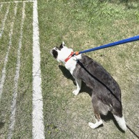 Laisse pour chien classique de 1,2 m en corde de polyester souple pour chiens à forte traction, design simple et moderne PETBOS