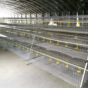 Système de cages en batterie en acier galvanisé de type A pour poules pondeuses, très demandé sur le marché africain, pour fermes avicoles - Product Image 4