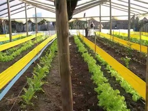 20cm * 100m rắn Nhựa Màu Vàng dính cuộn hai mặt côn trùng keo ban nhạc kiến Keo Bẫy với phát hành phim cho trang trại sử dụng - Product Image 6