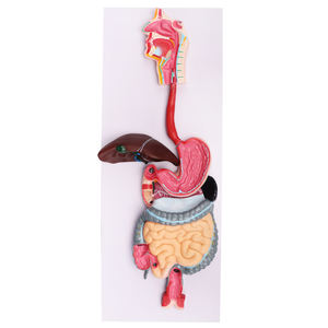 Gelsonlab HSBM-276 de alta calidad, sistema digestivo humano, modelo de la anatomía del sistema digestivo modelo - Product Image 1