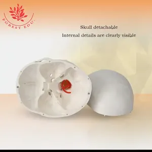 Modelo de cráneo humano con soporte, vértebra Cervical, tamaño real, <span class=keywords><strong>craneal</strong></span>, siete vértebras cervicales, herramienta de enseñanza neurovascular - Product Image 3