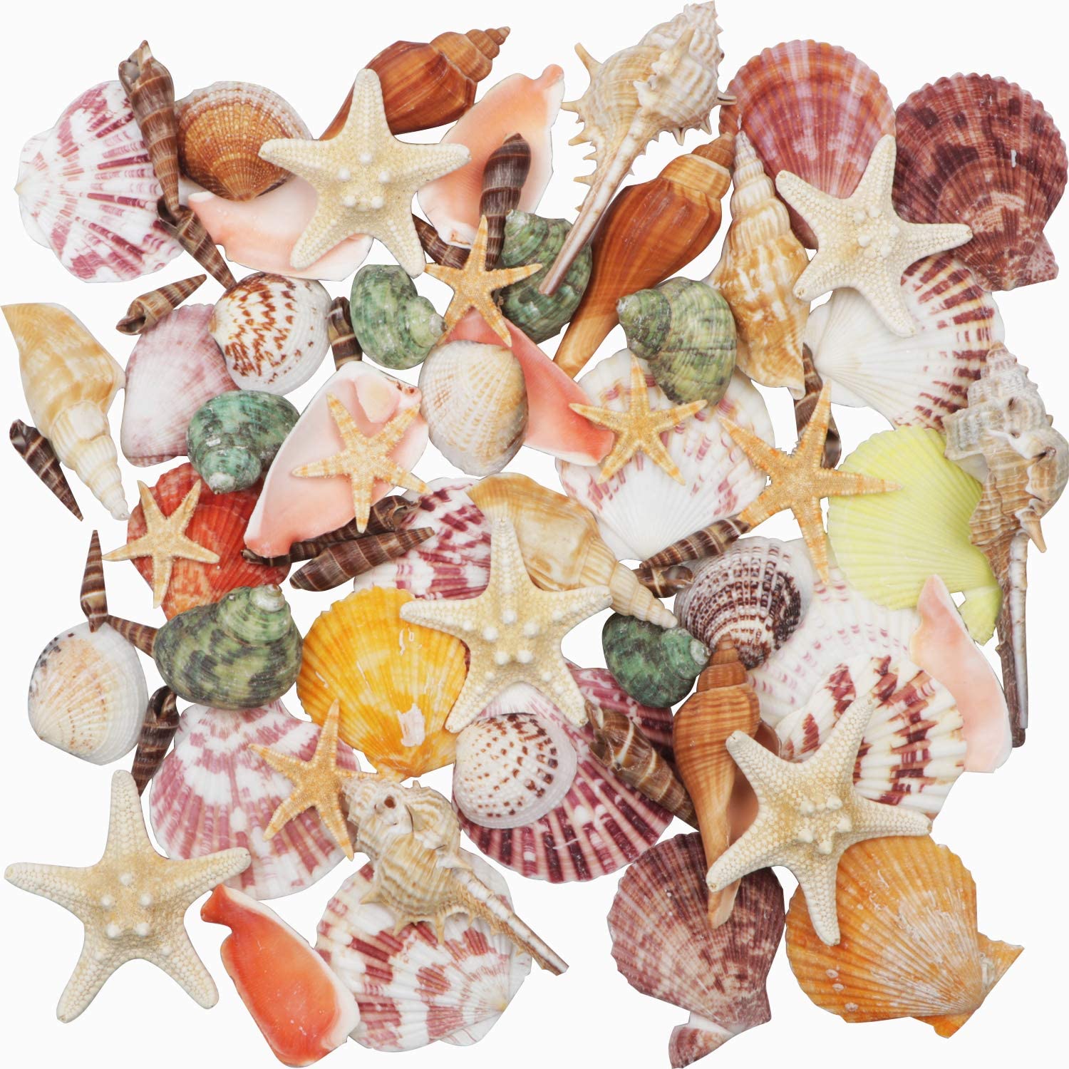 Sea Shells Mixed Beach Seashells Various Sizes Natural Seashells and 2 Kinds of Natural Starfish for Beach Themed Party Decor