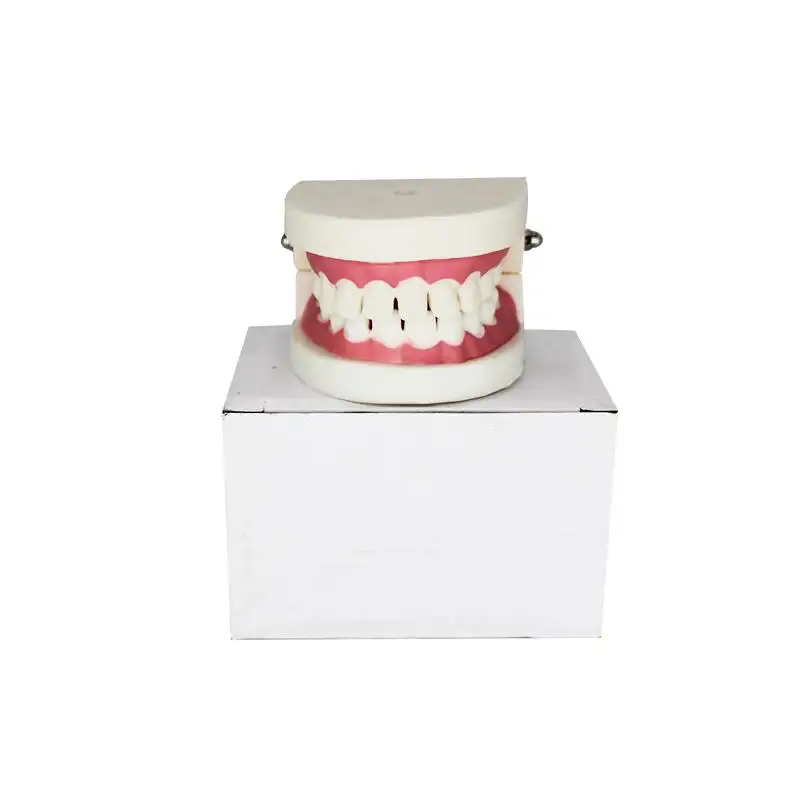 Dental Teeth Model Advanced Dental All on 4 Implant Teeth Model Teeth Model for Studying