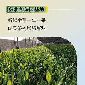 ผงชาเขียวบริสุทธิ์ขวดละ2วินาที <span class=keywords><strong>Morino</strong></span> 800ชาตาข่าย1000สำหรับการเก็บเกี่ยวครั้งแรก - Product Image 5