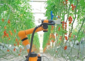 Un robot collaboratif adapté à la cueillette agricole aide les personnes à cueillir des tomates, des pommes, des fraises, des melons, etc. - Product Image 4