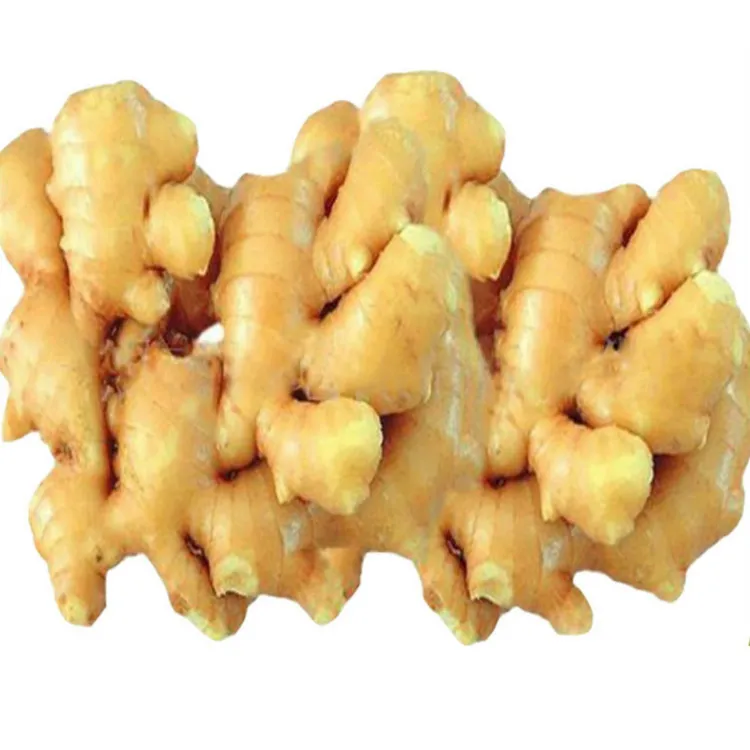 Ginger fresh ginger export with high quality