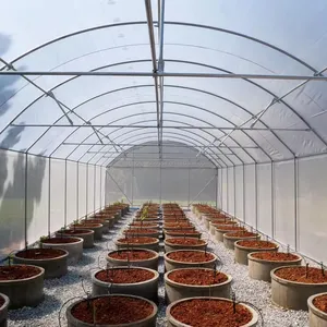 Umbrella shape high tunnel agriculture prefab greenhouse