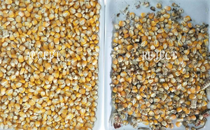 Machine de tri de couleur des céréales polyvalente Wenyao, machine de tri de couleur du sorgho, machine de tri de couleur de l'orge pour la séparation - Product Image 6