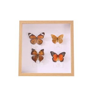 Cadre en bois pour spécimens d'insectes, boîte de rangement rectangulaire faite à la main pour l'affichage sur le bureau à domicile - Product Image 5