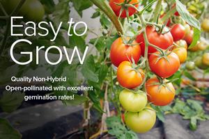 Assortiment de 16 <span class=keywords><strong>variétés</strong></span> de <span class=keywords><strong>tomates</strong></span> non-OGM : Tiny Tim, Cherry, Beefsteak, Roma, déterminées et indéterminées, pour fleurs artificielles - Product Image 2