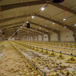 Estructura de acero ligera prefabricada para instalación en agricultura, para pollo, aves de corral, diseño de Casa de granja - Product Image 1