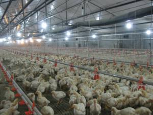 <span class=keywords><strong>Precio</strong></span> bajo y alta calidad para obtener equipo de cría automática sistema de cría flotante de pollos de engorde - Product Image 3