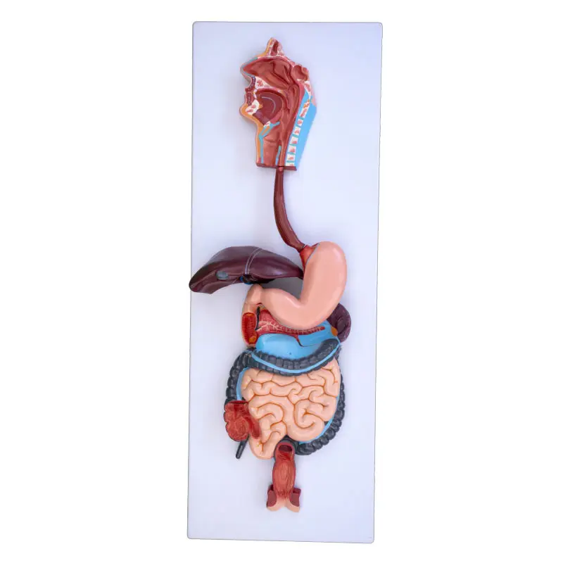 Human Digestive System Anatomical Model for Medical Science Teaching