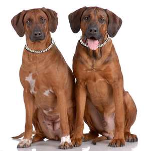 Kingstory — accessoires en métal chromé pour chien, chaînes, collier en métal - Product Image 6