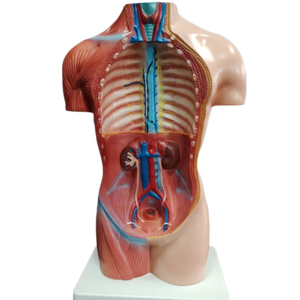 DARHMMY 42厘米无性别人体躯干模型18部分医学解剖模型 - Product Image 3