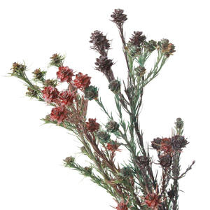 Tulipán <span class=keywords><strong>Gesneriana</strong></span> Preservado al por Mayor, Tulipán Australiano Natural Preservado para Decoración del Hogar - Product Image 2