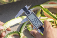 Automatische Wax Kalebas Meloen Pompoen Ananas Kokos Schilmachine Fruit Dunschiller Machine