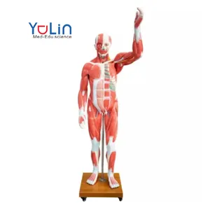 חיים גודל אדם שרירים אנטומי דגם עם איברים נשלף כל גוף שרירי דגם תמונה גמד מין סין רפואי מדע