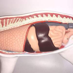 Modelo <span class=keywords><strong>de</strong></span> Anatomía <span class=keywords><strong>de</strong></span> Gato - Espécimen <span class=keywords><strong>de</strong></span> Órganos Viscerales Felinos Desmontable <span class=keywords><strong>de</strong></span> PVC con Base <span class=keywords><strong>de</strong></span> Exhibición para Enseñanza Veterinaria - Product Image 4