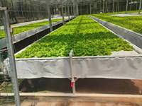 Système complet de serre agricole en verre pour culture hydroponique de légumes en saison