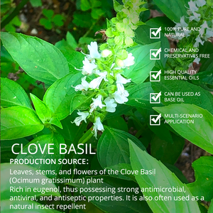 100% Pure Undiluted Basil Oil Natural Organic Clove Basil Essential Oil Bulk for Aromatherapy Skin <b>Care</b> & Cosmetic Making - Product Image 3