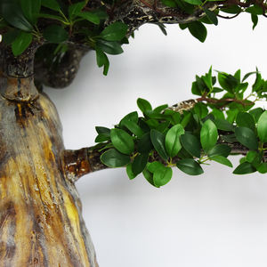 Planta Artificial de plástico para decoración de jungla, árboles ornamentales de interior, Baobab, árbol falso de mono y pan - Product Image 6