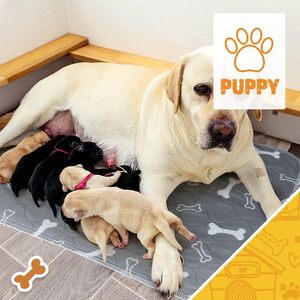 Anpassbare umwelt freundliche wieder verwendbare Hunde-Pee-<span class=keywords><strong>Pad</strong></span> Auslaufs ichere, rutsch feste, wasch bare Welpen-Urin-Pads Pet Training <span class=keywords><strong>Pad</strong></span> - Product Image 3