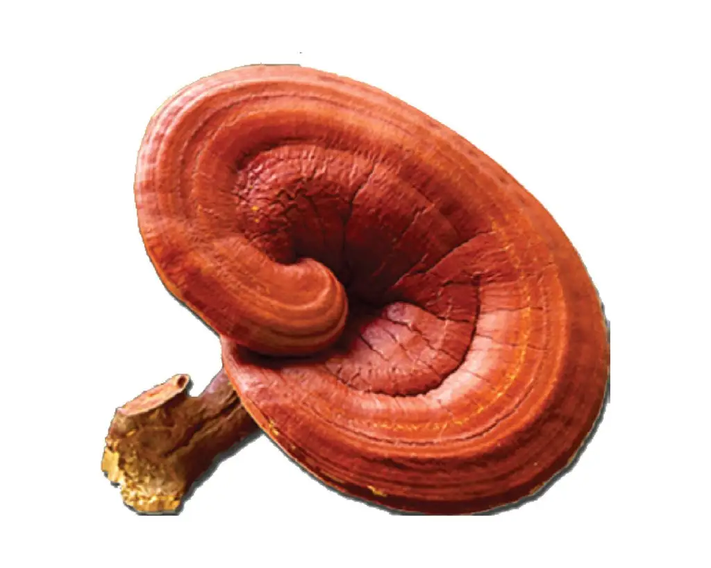 Organic reishi mushroom ganoderma lucidum extract 30% 40% 50% polysaccharide/beta glucan
