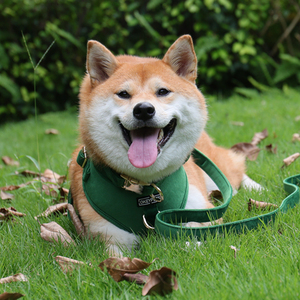 Okeyfets מפעל חדש-אופנה ירוק כהה התאמה אישית לחג המולד עיצוב חג המולד כלב צווארון leash סט רתמה קטיפה לכלב - Product Image 4