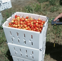 Bacs de récolte en plastique ondulé pour la conservation des fruits Cherry Orchard Corflute