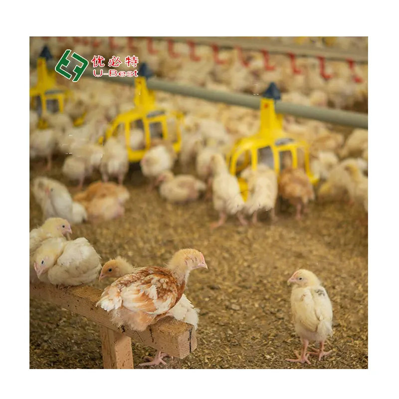Vendita calda automatica di attrezzature per animali da allevamento di pollame accessori per allevamento di polli intelligenti
