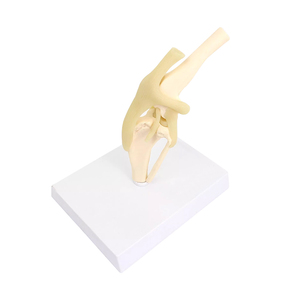 Perro rodilla articulación hueso modelo flexión ligamento pierna modelo anatómico médico perro hueso estructura modelo <span class=keywords><strong>canino</strong></span> Animal <span class=keywords><strong>esqueleto</strong></span> - Product Image 2