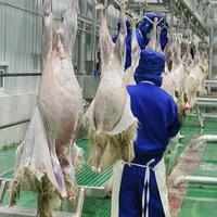 Proyecto Llave en Mano para Matadero de Ovejas, Línea de Sacrificio de Ovejas Automática Completa, Fabricante de Equipos para Mataderos Halal