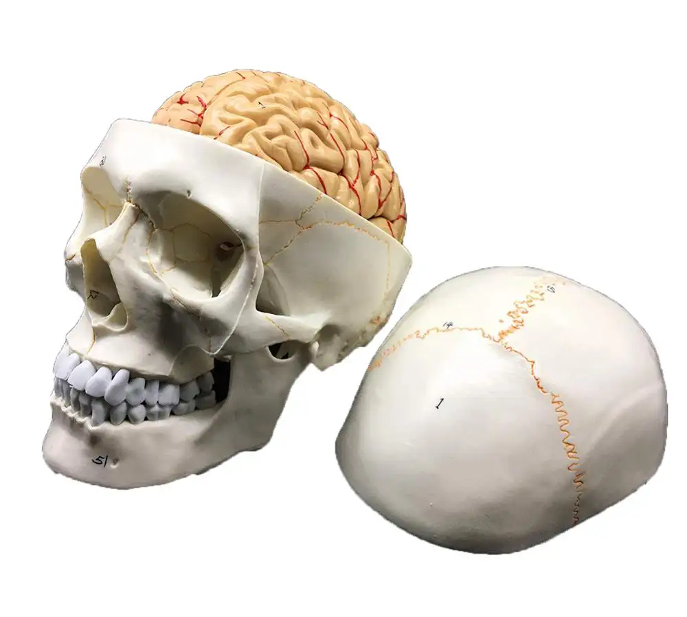 Мозги в черепной коробке. Череп анатомия. Модель черепа человека. Человеческий мозг в черепе.