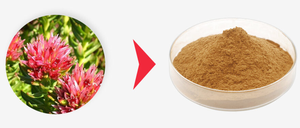 天然野生紅景天エキス粉末 サリドロシド オーガニックハーブサプリメント グルテンフリー 真空パックドラム 健康食品グレード - Product Image 4