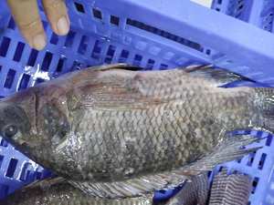 <span class=keywords><strong>ปลา</strong></span>นิลแช่แข็งทั้งลูกจากมณฑลซานตงประเทศจีนส่งออกในจีน - Product Image 6