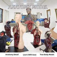 Modèle de corps humain réaliste pour démonstration en classe de sciences, outil pédagogique, modèle d'anatomie humaine à monter soi-même