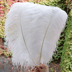 Pied de <span class=keywords><strong>plume</strong></span> d'autruche blanche artisanal de 70-75 cm - Product Image 1