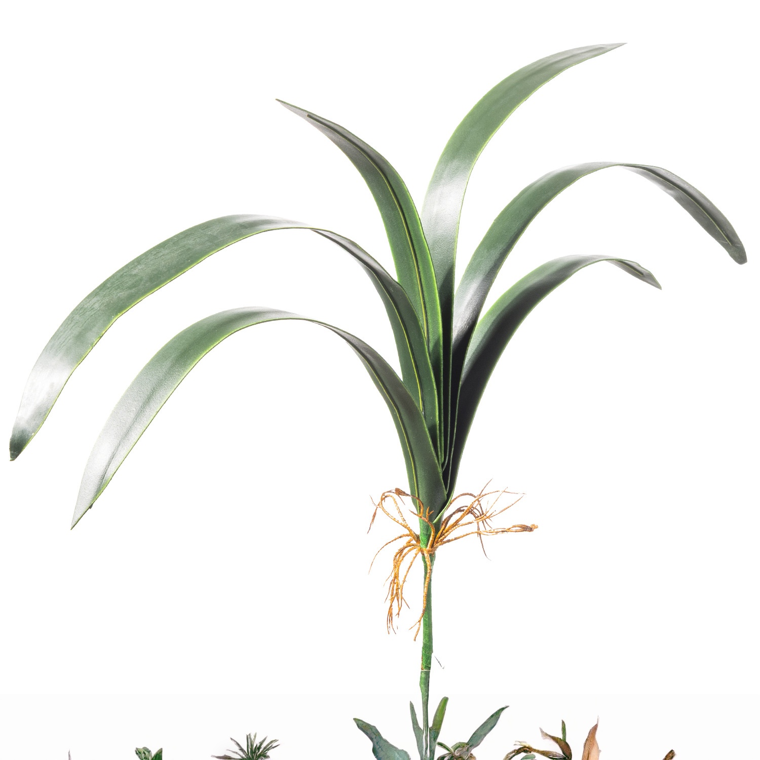 6 grandes feuilles d'orchidée épée