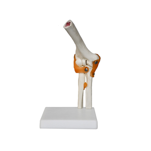 plastic elbow joint with ligaments,model of human knee joint