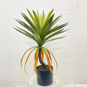 Planta de <span class=keywords><strong>agave</strong></span> artificial de 80/130/160cm al por mayor, planta de bonsái artificial, planta de imitación para Decoración - Product Image 2