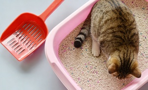 Arena Aglomerante de Sodio para Gatos, Súper Absorbente, Libre de Polvo, Arena Sanitaria de Bentonita - Product Image 6