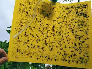 Trampas para polillas y moscas <span class=keywords><strong>de</strong></span> frutas, invernaderos agrícolas, control <span class=keywords><strong>de</strong></span> plagas <span class=keywords><strong>de</strong></span> insectos, trampa adhesiva amarilla para exteriores, tablero <span class=keywords><strong>de</strong></span> pegamento, receptor <span class=keywords><strong>de</strong></span> insectos - Product Image 2