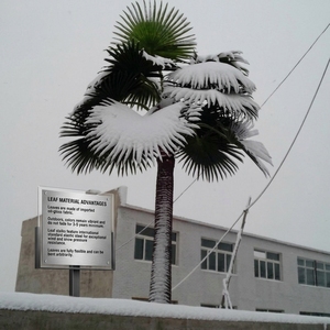 Palmera Artificial Grande Personalizada <span class=keywords><strong>de</strong></span> Canaria, Tronco <span class=keywords><strong>de</strong></span> Fibra <span class=keywords><strong>de</strong></span> Vidrio FRP, Resistente a los Rayos UV, Palmera Tropical Artificial Ecológica - Product Image 5