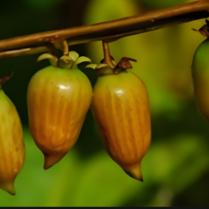 <span class=keywords><strong>GMP</strong></span> tiêu chuẩn chất lượng cao cấp thực phẩm <span class=keywords><strong>actinidia</strong></span> polygama chiết xuất dung môi chiết xuất hplc thử nghiệm trong bao bì trống - Product Image 2