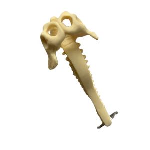 Modelo de faja espinal humana en miniatura Llavero pélvico occipital <span class=keywords><strong>posterior</strong></span> para ciencia médica - Product Image 3